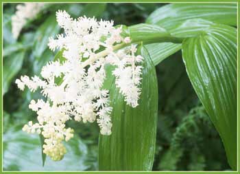 False Solomons Seal, Smilacina racemosa