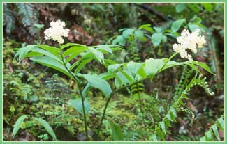 False Solomons Seal, Smilacina racemosa