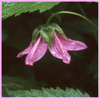 Rubus spectabilis, Salmonberry