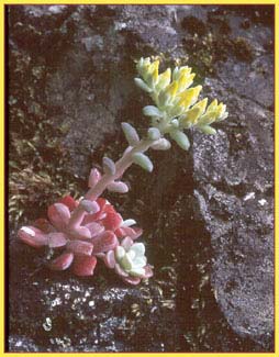 Sedum spathulifolium, Broad Leaf Stonecrop