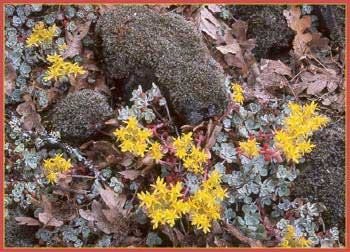 Broad Leaf Stonecrop, Sedum spathulifolium