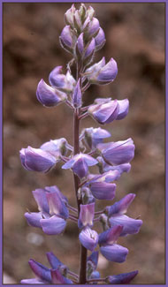 Lupine, Lupinus sp