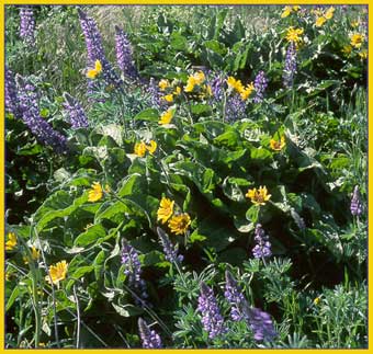 Lupine, Lupinus sp