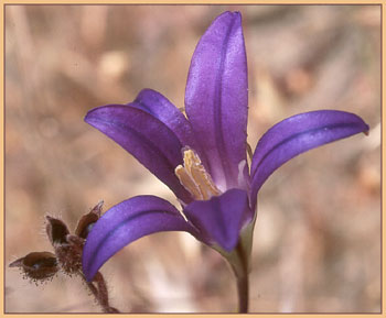 Harvest Brodiaea, Brodiaea elegans