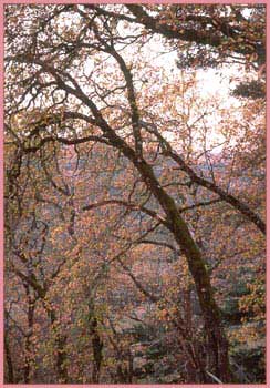 California Black Oak, Quercus kelloggii