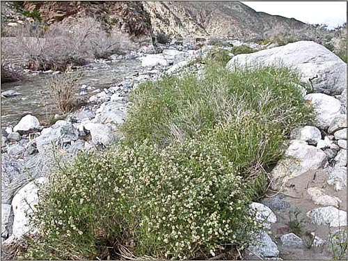 Cheesebush, Hymenoclea salsola