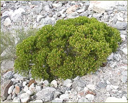 Pygmy Cedar, Peucephyllum schottii