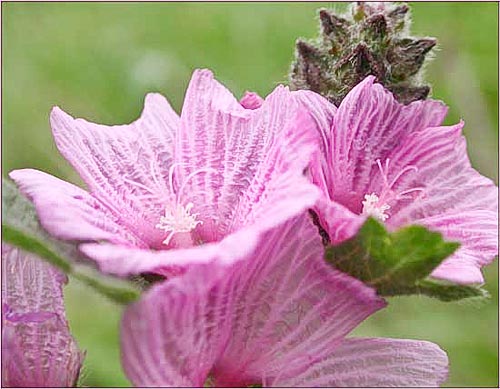 Sidalcea, Sidalcea sp