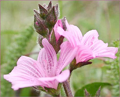 Sidalcea, Sidalcea sp