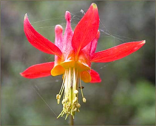 Crimson Columbine, Aquilegia formosa