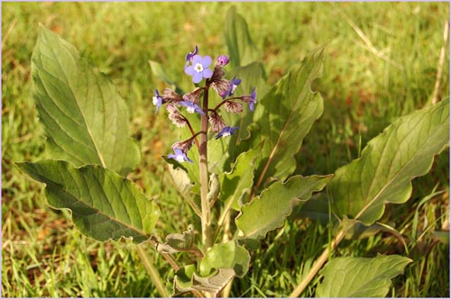 Hounds Tongue, Cynoglossum grande