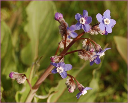 Cynoglossum grande, Hounds Tongue