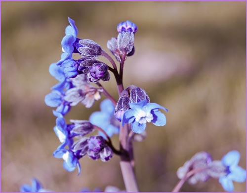 Hounds Tongue, Cynoglossum grande