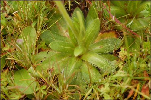 Plagiobothrys sp, Popcorn Flower