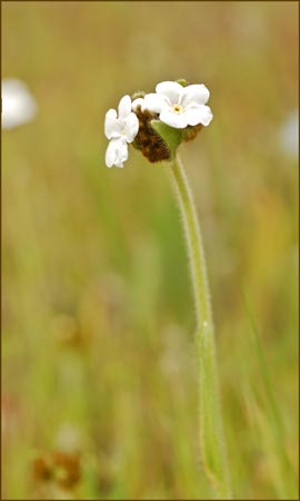 Plagiobothrys sp, Popcorn Flower