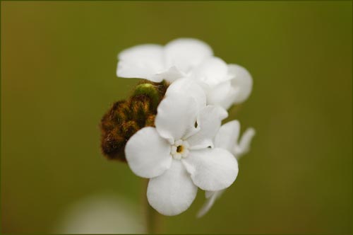 Plagiobothrys sp, Popcorn Flower