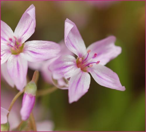 Western Spring Beauty, Claytonia lanceolata