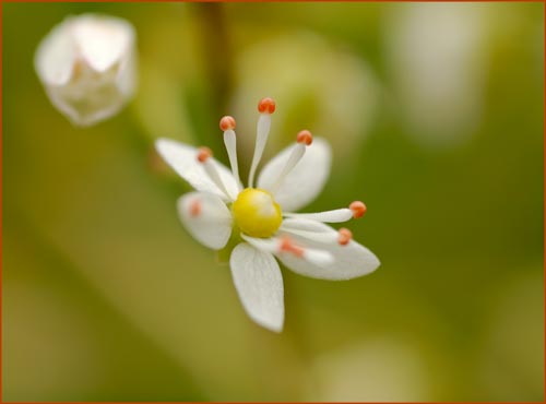 Wood Saxifrage, Saxifraga mertensiana