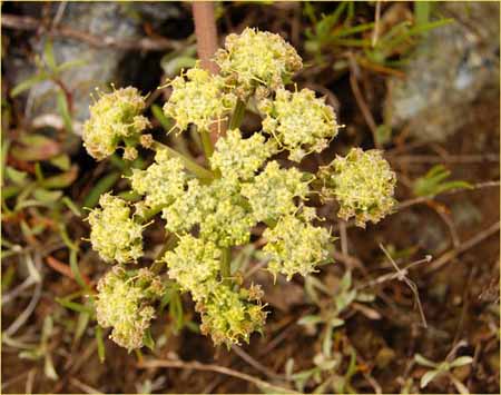 Lomatium, Lomatium sp