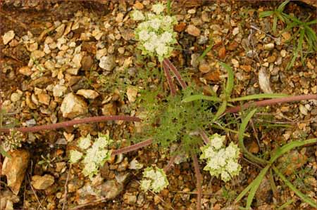 Lomatium, Lomatium sp