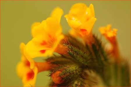 Amsinckia menziesii var intermedia, Common Fiddleneck