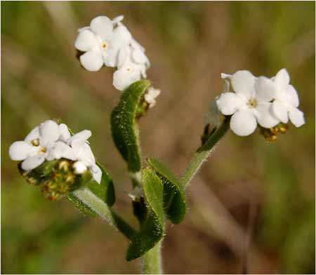 Plagiobothrys sp, Popcorn Flower