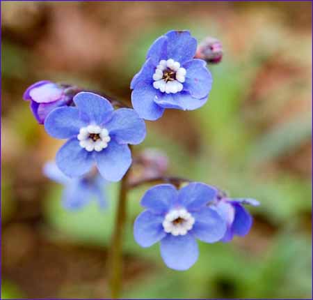 Hounds Tongue, Cynoglossum grande