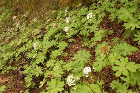 Western Coltsfoot, Petasites frigidus ssp palmatus