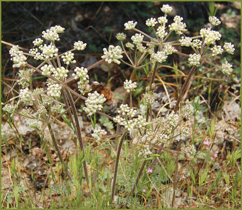 Woolly Fruited Lomatium, Lomatium dasycarpum