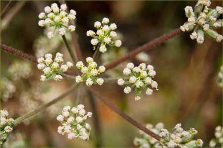 Woolly Fruited Lomatium, Lomatium dasycarpum