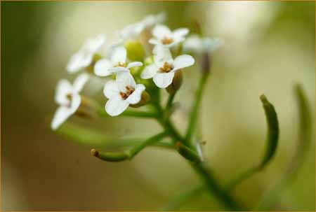 Cardamine californica, Milkmaids