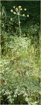 California Lomatium, Lomatium californicum