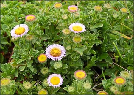 Seaside Daisy, Erigeron glaucus