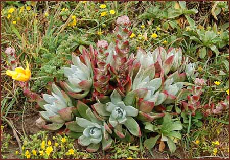 Dudleya farinosa, Powdery Dudleya