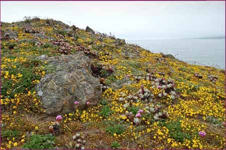 Dudleya farinosa, Powdery Dudleya