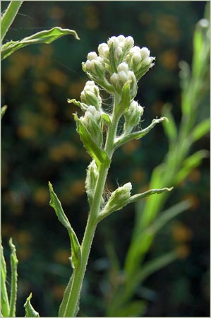 California Cudweed, Gnaphalium californicum