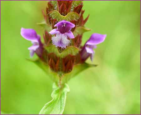 Self Heal, Prunella vulgaris