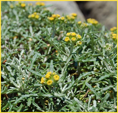 Lizard Tail, Eriophyllum staechadifolium