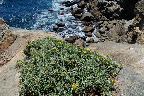 Lizard Tail, Eriophyllum staechadifolium