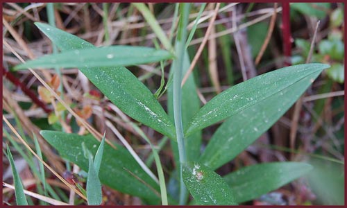 Lilium maritimum, Coast Lily