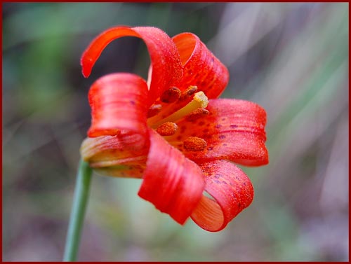 Lilium maritimum, Coast Lily