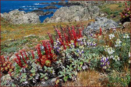 Dudleya farinosa, Powdery Dudleya