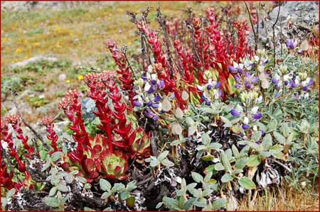 Powdery Dudleya, Dudleya farinosa