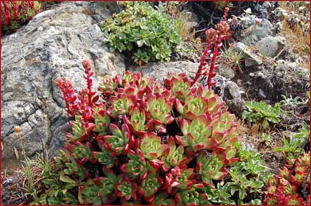 Powdery Dudleya, Dudleya farinosa