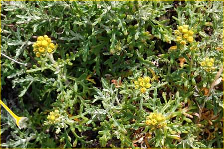 Lizard Tail, Eriophyllum staechadifolium