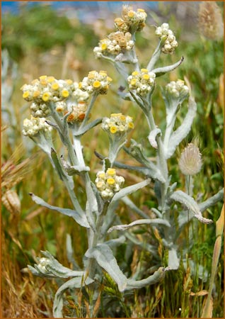 Cotton Batting Plant, Gnaphalium stramineum