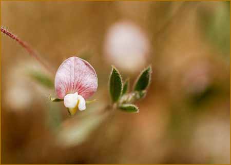 Spanish Lotus, Lotus purshianus