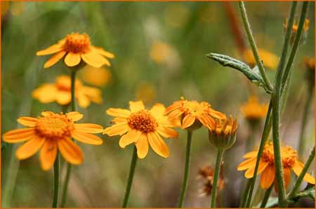 Eriophyllum lanatum var arachnoidium, Woolly Sunflower