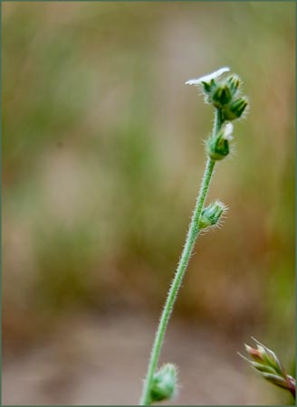 Plagiobothrys nothofulvus, Popcorn Flower