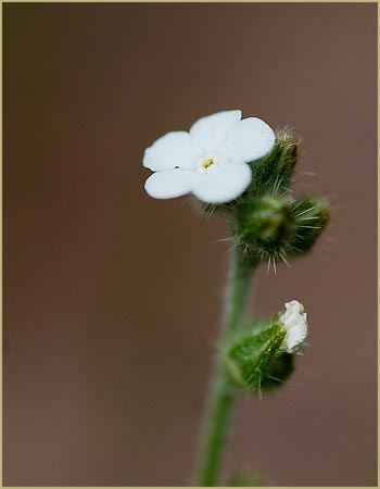 Plagiobothrys nothofulvus, Popcorn Flower